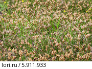 Осока дернистая (Carex cespitosa) — многолетнее травянистое растение. Поляна заросшая цветущей осокой. дикорастущие растения Сибири. Стоковое фото, фотограф Евгений Мухортов / Фотобанк Лори