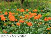 Купальница (Trollius) Стоковое фото, фотограф Яна Королёва / Фотобанк Лори