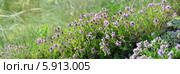 Тимьян маркотхский, или чабрец (лат. Thymus markhotensis Maleev), куст, фон. Стоковое фото, фотограф Игорь Архипов / Фотобанк Лори