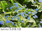 Бруннера (Brunnera). Цветущий куст. Стоковое фото, фотограф Евгений Мухортов / Фотобанк Лори