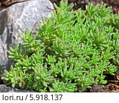 Очиток (седум) Тонкий (Sedum Gracile). Общий вид куста у камня. Стоковое фото, фотограф Евгений Мухортов / Фотобанк Лори