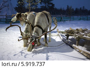 Саамская оленья упряжка (2014 год). Редакционное фото, фотограф Вячеслав Палес / Фотобанк Лори