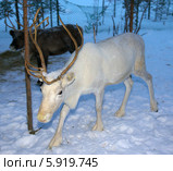 Северный олени. Стоковое фото, фотограф Вячеслав Палес / Фотобанк Лори