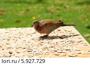 Малая горлица, Streptopelia senegalensis. Стоковое фото, фотограф Щеголева Ольга / Фотобанк Лори