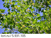 Лириодендрон тюльпановый, или тюльпанное дерево (лат. Liriodendron tulipifera) Стоковое фото, фотограф Игорь Архипов / Фотобанк Лори