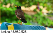 Майна (Acridotheres tristis) Стоковое видео, видеограф Игорь Жоров / Фотобанк Лори