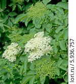 Цветущий кустарник бузины (Caprifoliaceae) Стоковое фото, фотограф Svet / Фотобанк Лори