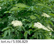 Цветущий кустарник бузины (Caprifoliaceae) Стоковое фото, фотограф Svet / Фотобанк Лори