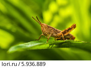 Крупный коричневый короткоусый кузнечик сидит на траве. Стоковое фото, фотограф Игорь Низов / Фотобанк Лори