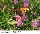 Крапивница обыкновенная на васильках (Aglais urticae, Nymphalis urticae) Стоковое фото, фотограф Беляева Наталья / Фотобанк Лори