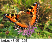 Крапивница обыкновенная на васильках (Aglais urticae, Nymphalis urticae) Стоковое фото, фотограф Беляева Наталья / Фотобанк Лори