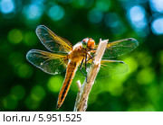 Стрекоза Симпетрум (Sympetrum flaveolum) сидит на ветке. Стоковое фото, фотограф Игорь Низов / Фотобанк Лори