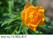 Купальница (лат. Trollius) Стоковое фото, фотограф Елена Коромыслова / Фотобанк Лори