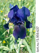 Тёмно синий сортовой ирис (лат. Iris) Стоковое фото, фотограф Svet / Фотобанк Лори