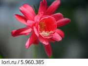Цветок кактуса Эпифиллум (Epiphyllum) Стоковое фото, фотограф Владимир Князев / Фотобанк Лори