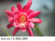 Цветок кактуса Эпифиллум (Epiphyllum) Стоковое фото, фотограф Владимир Князев / Фотобанк Лори