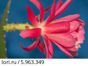 Цветок кактуса Эпифиллум (Epiphyllum) на синем фоне. Стоковое фото, фотограф Владимир Князев / Фотобанк Лори