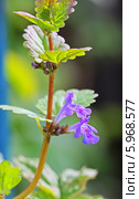 Будра плющевидная (Glechoma hederacea) — вид многолетних травянистых растений рода Будра семейства Яснотковые (Lamiaceae) Стоковое фото, фотограф Евгений Мухортов / Фотобанк Лори