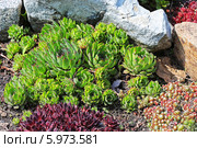 Молодило, или Живучка, или Каменная роза (Sempervivum) — род растений семейства Толстянковые. Молодило среди камней. Стоковое фото, фотограф Евгений Мухортов / Фотобанк Лори