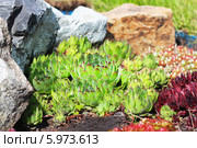 Молодило, или Живучка, или Каменная роза (Sempervivum) — род растений семейства Толстянковые. Молодило среди камней. Стоковое фото, фотограф Евгений Мухортов / Фотобанк Лори
