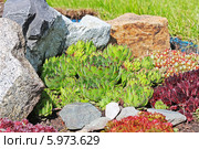 Молодило, или Живучка, или Каменная роза (Sempervivum) — род растений семейства Толстянковые. Молодило среди камней. Стоковое фото, фотограф Евгений Мухортов / Фотобанк Лори