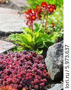 Молодило, или Живучка, или Каменная роза (Sempervivum) — род растений семейства Толстянковые. Молодило на клумбе среди камней и цветов. Стоковое фото, фотограф Евгений Мухортов / Фотобанк Лори