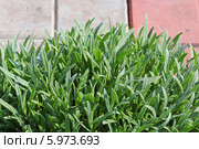Ясколка Биберштейна (Cerastium biebersteinii). Заполненное Ясколкой пространство между бетонных плиток садовой дорожки. Стоковое фото, фотограф Евгений Мухортов / Фотобанк Лори