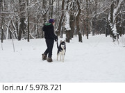 Хаски на прогулке (2013 год). Редакционное фото, фотограф Галина  Горбунова / Фотобанк Лори