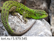 Зелёная ящерица(Lacerta viridis) — вид ящериц из рода Зелёных ящериц. Ящерица на камне. Стоковое фото, фотограф Евгений Мухортов / Фотобанк Лори