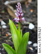 Ятрышник шлемоносный (Orchis militаris) — многолетнее травянистое растение семейства Орхидные (Orchidaceae). Дикорастущие растения Сибири. Стоковое фото, фотограф Евгений Мухортов / Фотобанк Лори