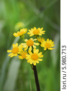 Крестовник цельнолистный, крестовник полевой, крестовник равнинный  (Tephroseris integrifolia L. - Senecio campestris ). Дикорастущие растения Сибири. Стоковое фото, фотограф Евгений Мухортов / Фотобанк Лори