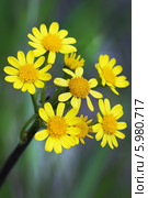 Крестовник цельнолистный, крестовник полевой, крестовник равнинный  (Tephroseris integrifolia L. - Senecio campestris ). Дикорастущие растения Сибири. Стоковое фото, фотограф Евгений Мухортов / Фотобанк Лори