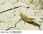 Саранча Locusta migratoria. Стоковое фото, фотограф Инна Грязнова / Фотобанк Лори