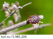 Пастбищный клещ (Dermacentor marginatus). Клещ в естественной среде обитания. Стоковое фото, фотограф Евгений Мухортов / Фотобанк Лори