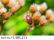 Пастбищный клещ (Dermacentor marginatus). Клещ в естественной среде обитания. Стоковое фото, фотограф Евгений Мухортов / Фотобанк Лори