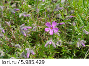 Флокс шиловидный (лат. Phlox subulata) Стоковое фото, фотограф Елена Коромыслова / Фотобанк Лори