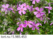 Флокс шиловидный (лат. Phlox subulata) в каплях дождя. Стоковое фото, фотограф Елена Коромыслова / Фотобанк Лори