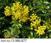 Соцветие магонии падуболистной - Mahonia aquifolia. Стоковое фото, фотограф Беляева Наталья / Фотобанк Лори