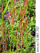 Щавелёк обыкновенный (Rumex acetosella). Дикорастущие растения Сибири. Стоковое фото, фотограф Евгений Мухортов / Фотобанк Лори