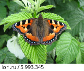Крапивница обыкновенная на листьях малины (Aglais urticae, Nymphalis urticae) Стоковое фото, фотограф Беляева Наталья / Фотобанк Лори