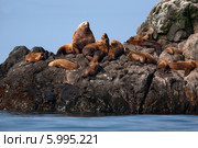 Сивучи, секач с гаремом (Eumetopias jubatus) Стоковое фото, фотограф Ирина Яровая / Фотобанк Лори