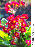 Первоцвет, или Примула (Primula) — род растений из семейства Первоцветные (Primulaceae) порядка Верескоцветные (Ericales). Цветущий куст. Стоковое фото, фотограф Евгений Мухортов / Фотобанк Лори