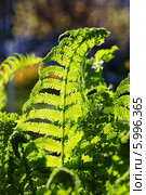 Орляк обыкновенный (Pteridium aquilinum) — вид многолетних травянистых папоротниковидных растений рода Орляк из семейства Деннштедтиевые (Dennstaedtiaceae) Стоковое фото, фотограф Евгений Мухортов / Фотобанк Лори