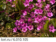 Кислица членистая, оxalis articulata. Стоковое фото, фотограф Татьяна Ляпи / Фотобанк Лори