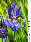 Ирис сибирский (Iris sibirica) — многолетнее корневищное растение. Цветок крупно. Стоковое фото, фотограф Евгений Мухортов / Фотобанк Лори