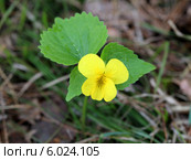 Фиалка одноцветковая (Viola uniflora) Стоковое фото, фотограф Григорий Писоцкий / Фотобанк Лори