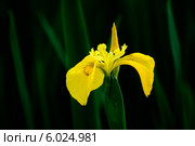 Желтый Ирис болотный, аировидный (Iris pseudacorus) Стоковое фото, фотограф Татьяна Кахилл / Фотобанк Лори