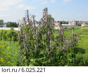 Большой куст пустырника (лат. Leonúrus) в Суздале (2013 год). Стоковое фото, фотограф Т. З. / Фотобанк Лори