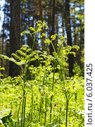 Орляк обыкновенный (Pteridium aquilinum) — вид многолетних травянистых папоротниковидных растений рода Орляк из семейства Деннштедтиевые (Dennstaedtiaceae). Растение в сосновом бору Сибири. Стоковое фото, фотограф Евгений Мухортов / Фотобанк Лори