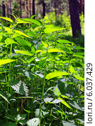 Крапива двудомная (Urtica dioica) — многолетнее травянистое растение. Растение на лесной поляне. Стоковое фото, фотограф Евгений Мухортов / Фотобанк Лори